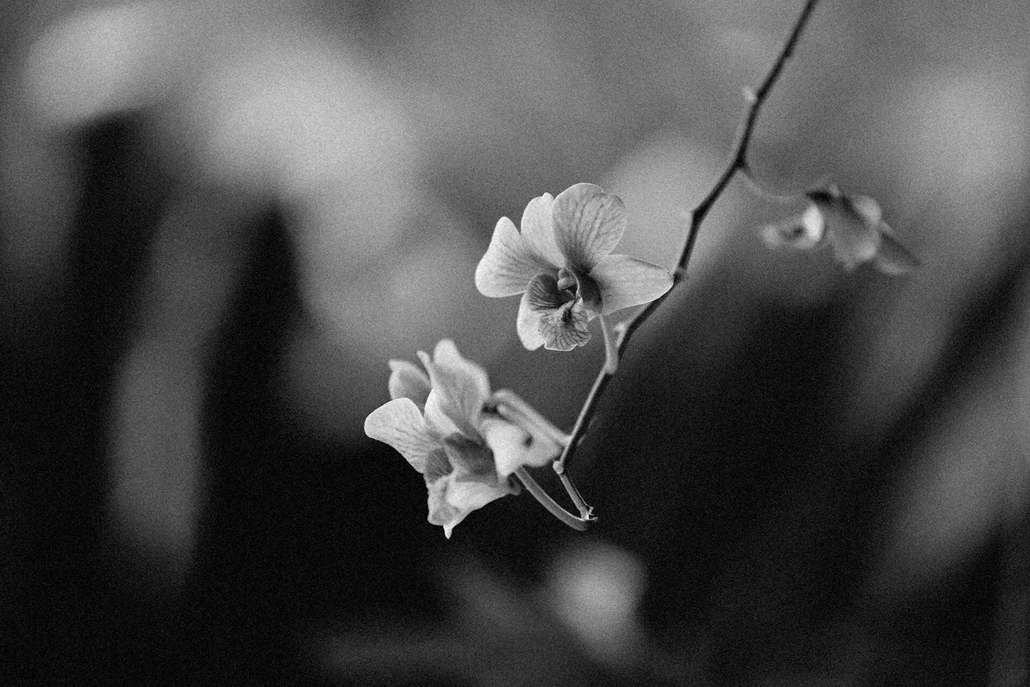 Black-and-white, soft-focus photograph of an orchid branch featuring a few delicate, bloomed flowers, creating a serene and minimalist aesthetic.